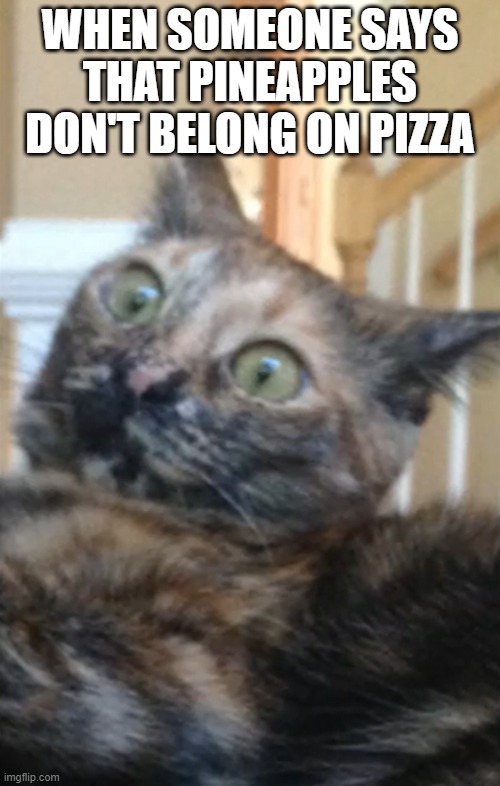 Freaked Out Cat | WHEN SOMEONE SAYS THAT PINEAPPLES DON'T BELONG ON PIZZA | image tagged in freaked out,whatt,pineapple,pineapple pizza,pizza | made w/ Imgflip meme maker