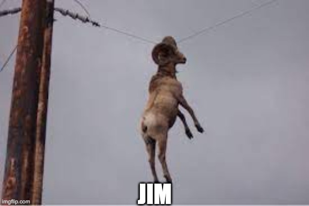 This is Jim, say hi to Jim | JIM | image tagged in random,memes | made w/ Imgflip meme maker