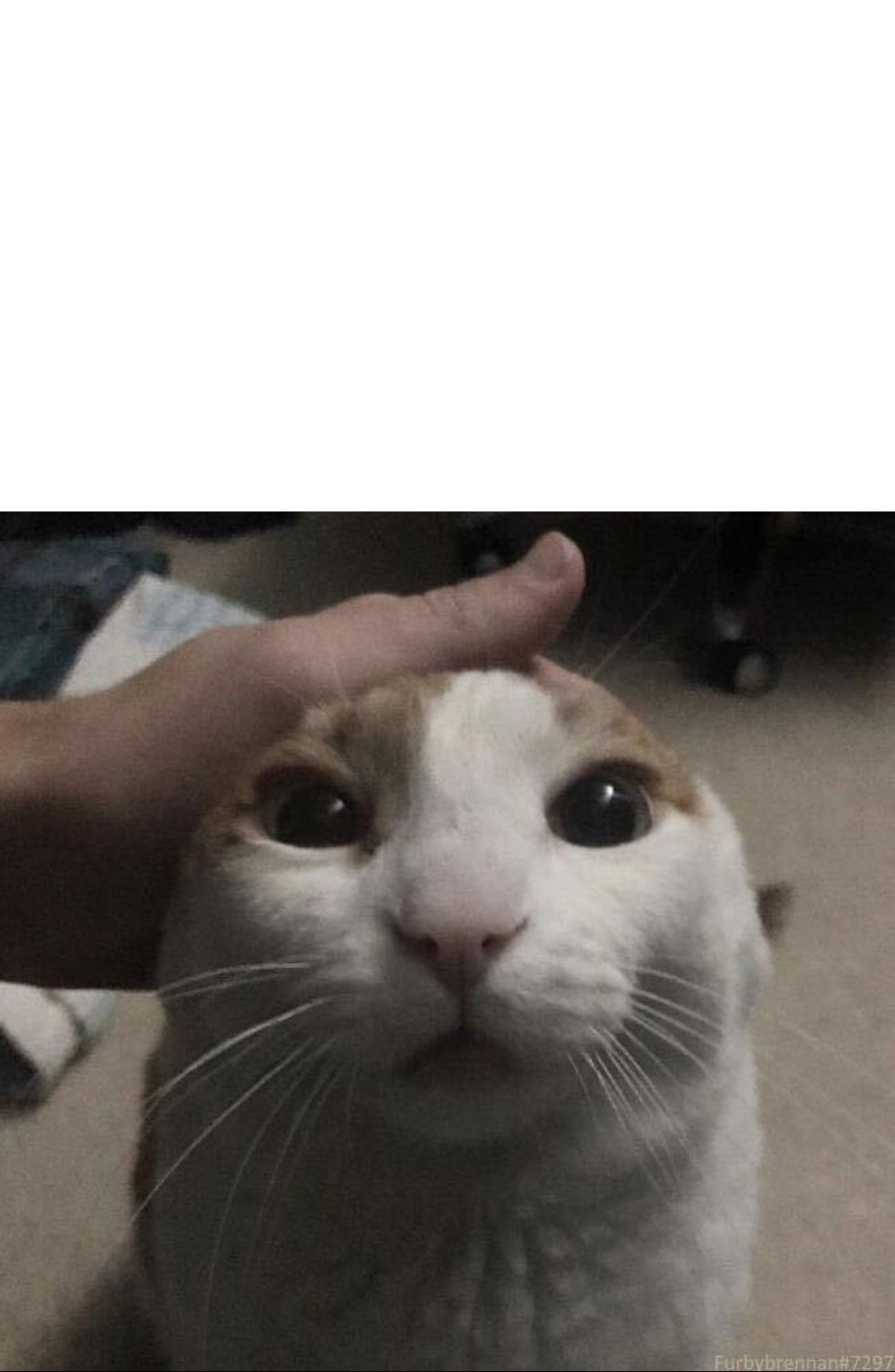 me petting my cat Blank Meme Template