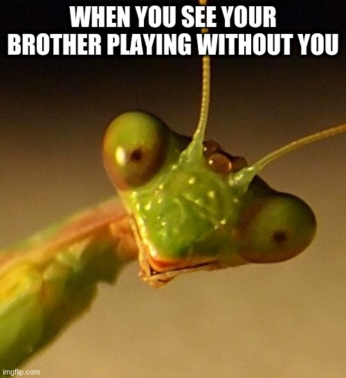 it triggers me | WHEN YOU SEE YOUR BROTHER PLAYING WITHOUT YOU | image tagged in over attached mantis | made w/ Imgflip meme maker