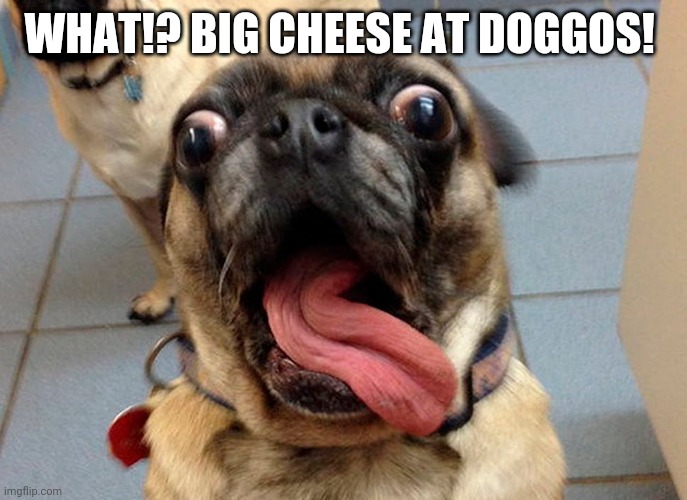 Doggos Bark & Pub | WHAT!? BIG CHEESE AT DOGGOS! | image tagged in shocked bull dog | made w/ Imgflip meme maker