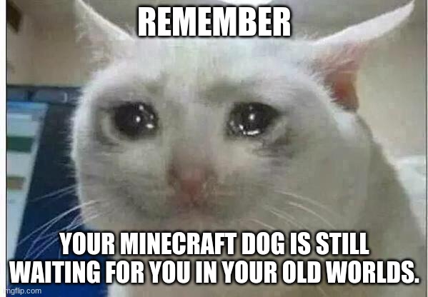 not much but please, just remember | REMEMBER; YOUR MINECRAFT DOG IS STILL WAITING FOR YOU IN YOUR OLD WORLDS. | image tagged in crying cat | made w/ Imgflip meme maker