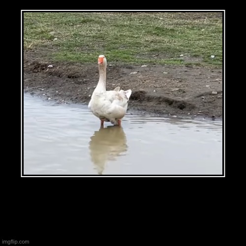 image tagged in funny,demotivationals | made w/ Imgflip demotivational maker