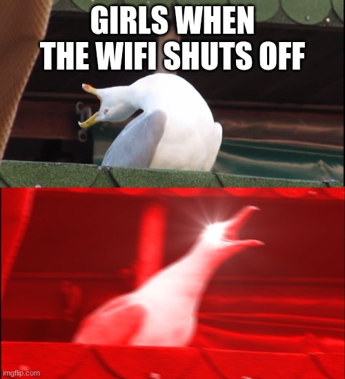 True | GIRLS WHEN THE WIFI SHUTS OFF | image tagged in screaming bird | made w/ Imgflip meme maker