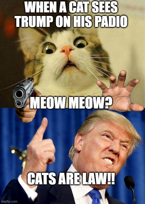 WHEN A CAT SEES TRUMP ON HIS PADIO; MEOW MEOW? CATS ARE LAW!! | image tagged in memes,scared cat,donald trump | made w/ Imgflip meme maker