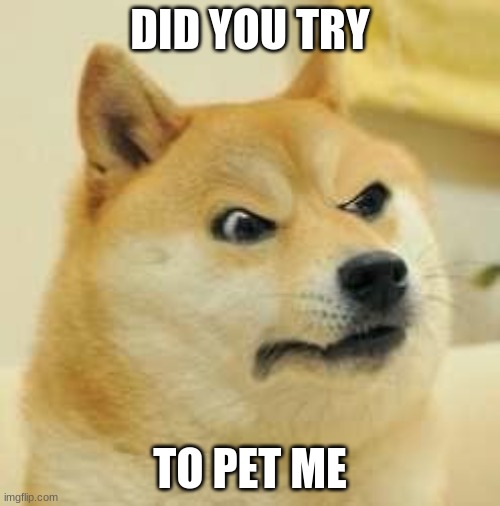 angry doge | DID YOU TRY; TO PET ME | image tagged in angry doge | made w/ Imgflip meme maker