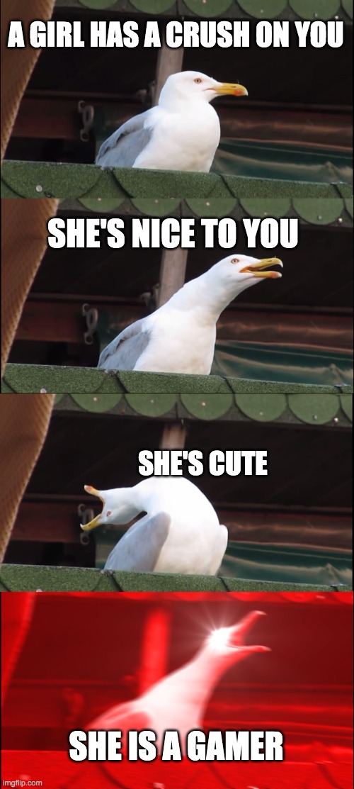 I am not this lucky | A GIRL HAS A CRUSH ON YOU; SHE'S NICE TO YOU; SHE'S CUTE; SHE IS A GAMER | image tagged in memes,inhaling seagull | made w/ Imgflip meme maker