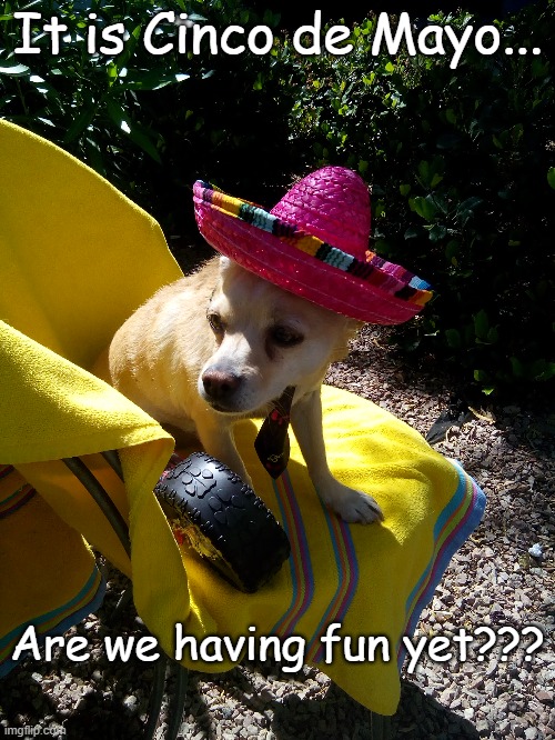 Murphy wants to know... | It is Cinco de Mayo... Are we having fun yet??? | image tagged in cinco de mayo,fun,yet | made w/ Imgflip meme maker
