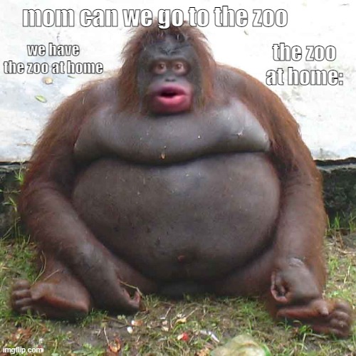 le monke | mom can we go to the zoo; we have the zoo at home; the zoo at home: | image tagged in le monke | made w/ Imgflip meme maker
