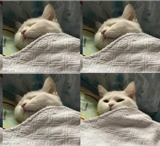 Cat sleeping uder blanket blank Blank Meme Template