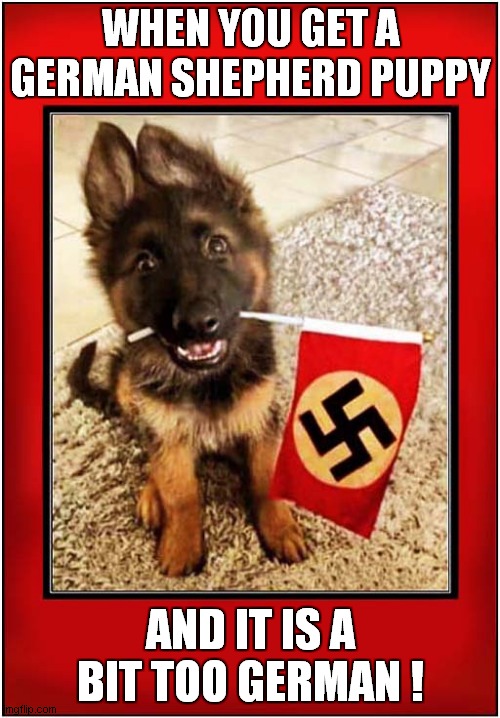 Hello ... My Name is Blondie ! | WHEN YOU GET A GERMAN SHEPHERD PUPPY; AND IT IS A BIT TOO GERMAN ! | image tagged in dogs,nazi,dark humour | made w/ Imgflip meme maker