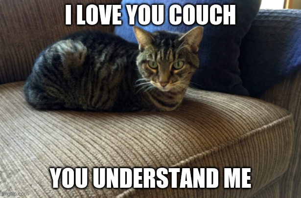 lazy cats | I LOVE YOU COUCH; YOU UNDERSTAND ME | image tagged in so true memes,lazy cat | made w/ Imgflip meme maker