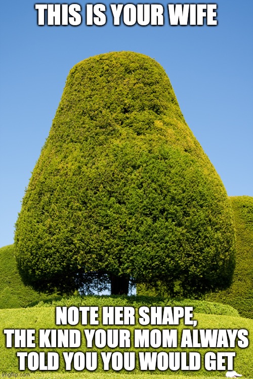 Yew | THIS IS YOUR WIFE; NOTE HER SHAPE, THE KIND YOUR MOM ALWAYS TOLD YOU YOU WOULD GET | image tagged in yew,memes,you | made w/ Imgflip meme maker