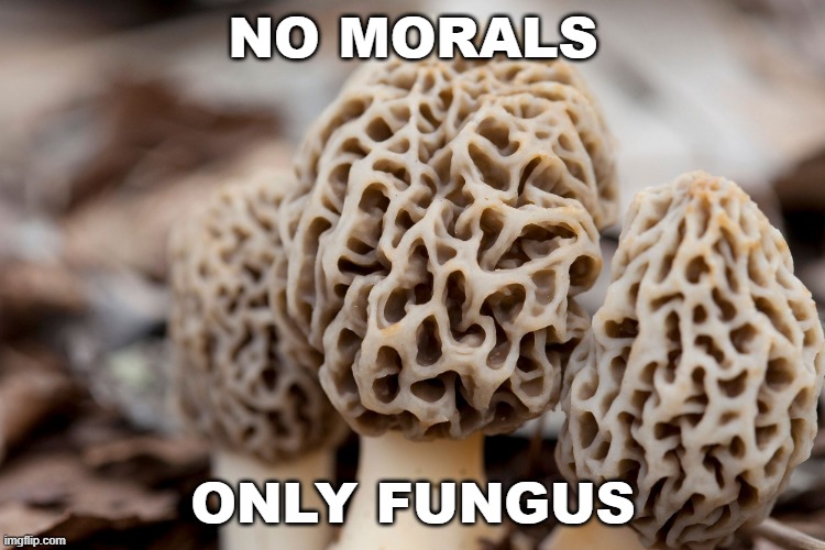 no morals | NO MORALS; ONLY FUNGUS | image tagged in mushroom,morals,fungus | made w/ Imgflip meme maker
