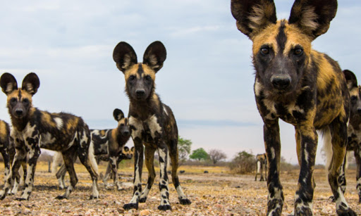 High Quality African wild dogs Blank Meme Template