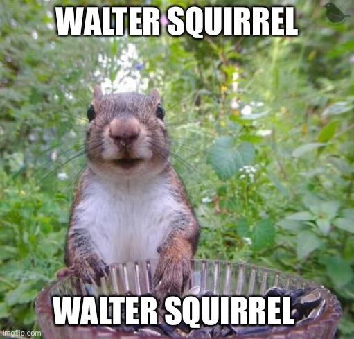 WALTER SQUIRREL; WALTER SQUIRREL | made w/ Imgflip meme maker