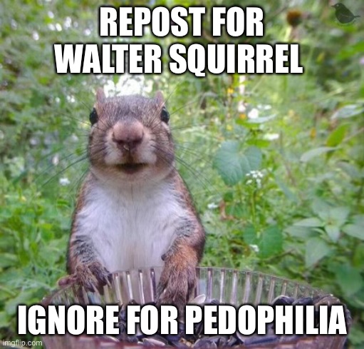 Walter squirrel | REPOST FOR WALTER SQUIRREL; IGNORE FOR PEDOPHILIA | image tagged in walter squirrel | made w/ Imgflip meme maker