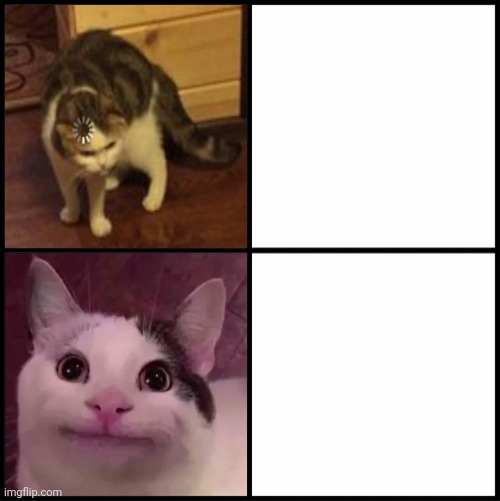 High Quality Cat approves Blank Meme Template