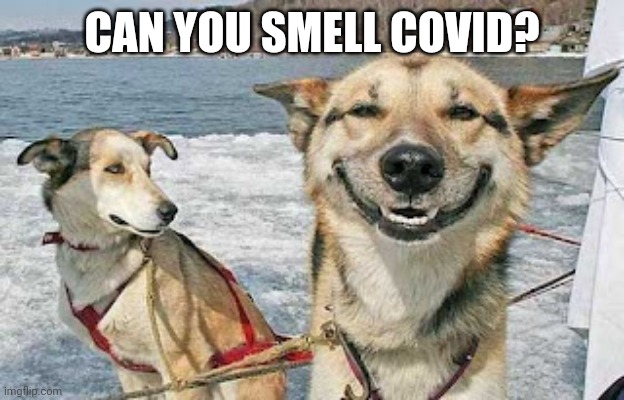 Original Stoner Dog Meme | CAN YOU SMELL COVID? | image tagged in memes,original stoner dog | made w/ Imgflip meme maker