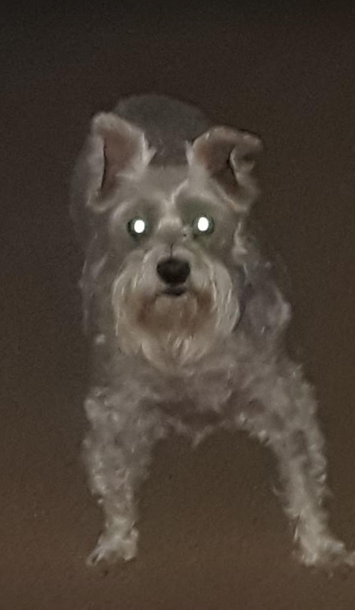 High Quality Once I walk out the door:  My dog: Blank Meme Template