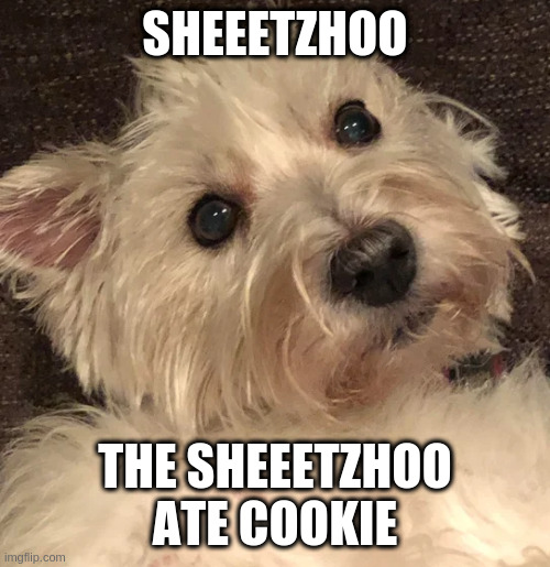 wtf | SHEEETZHOO; THE SHEEETZHOO ATE COOKIE | image tagged in wtf | made w/ Imgflip meme maker