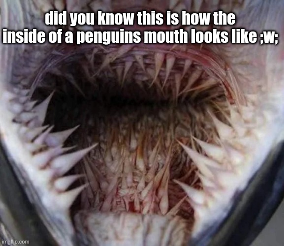 And yes I know no one asked -_- | did you know this is how the inside of a penguins mouth looks like ;w; | made w/ Imgflip meme maker