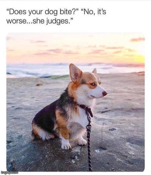 oh it’s terrible | image tagged in repost,judgement,judging,dogs,dog,terrible | made w/ Imgflip meme maker