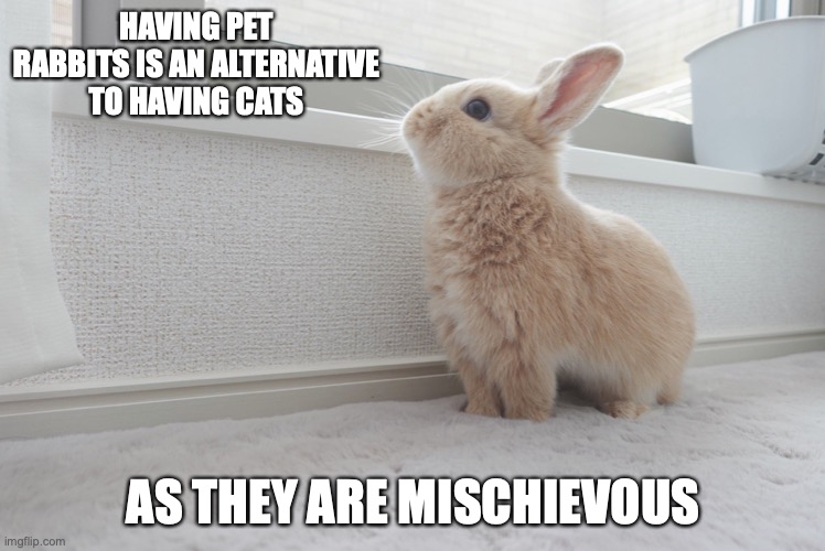 Pet Rabbit | HAVING PET RABBITS IS AN ALTERNATIVE TO HAVING CATS; AS THEY ARE MISCHIEVOUS | image tagged in rabbit,memes,pets | made w/ Imgflip meme maker