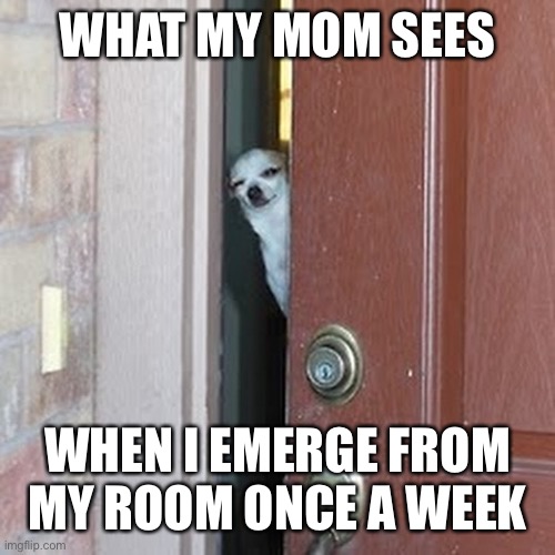 :/ |  WHAT MY MOM SEES; WHEN I EMERGE FROM MY ROOM ONCE A WEEK | image tagged in suspicious chihuahua,hermit,antisocial | made w/ Imgflip meme maker