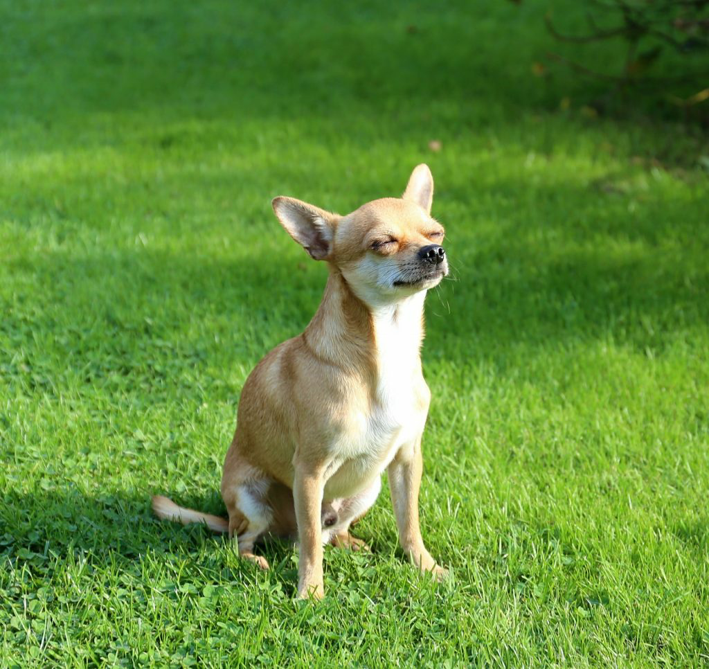Chihuahua in yard eyes closed Blank Meme Template