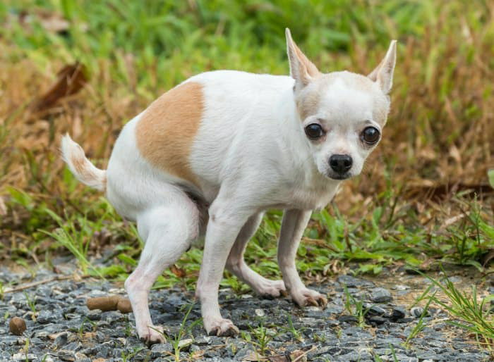 Chihuahua pooping outside Blank Meme Template