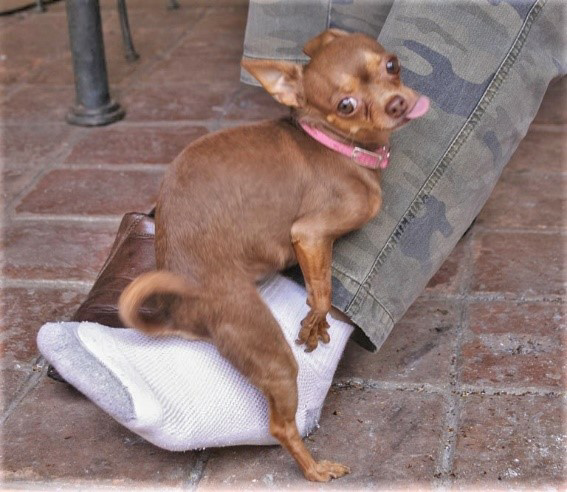 Chihuahua humping man's leg Blank Meme Template