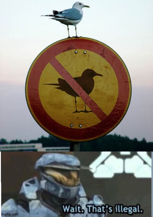 Illegal bird | image tagged in bird on no bird sign,wait that's illegal | made w/ Imgflip meme maker