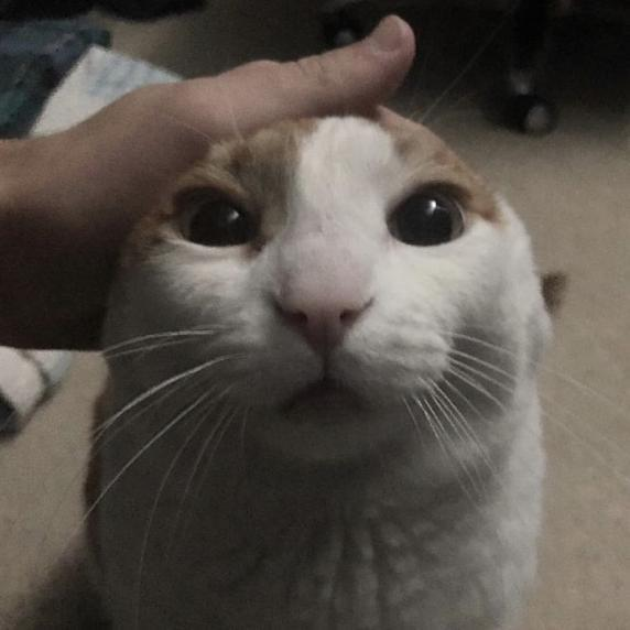 High Quality me petting my cat Blank Meme Template