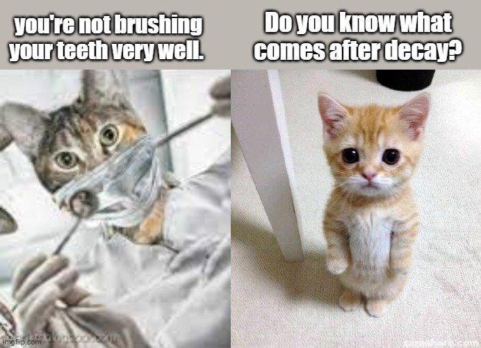Dentist cat | Do you know what comes after decay? you're not brushing your teeth very well. | image tagged in memes,cute cat | made w/ Imgflip meme maker
