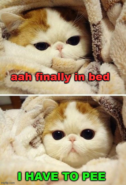 aah finally in bed; I HAVE TO PEE | image tagged in cats | made w/ Imgflip meme maker