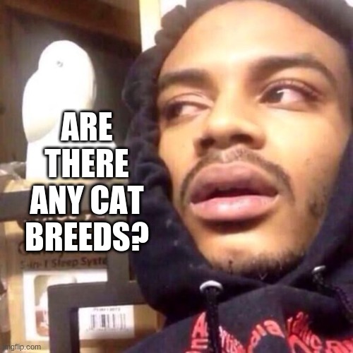 just thought about this. if so then name one in the comments | ARE THERE ANY CAT BREEDS? | image tagged in coffee enema high thoughts | made w/ Imgflip meme maker
