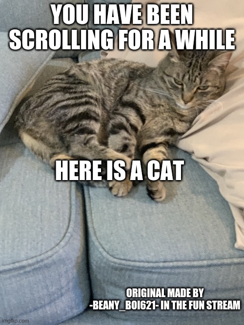 here ya go | YOU HAVE BEEN SCROLLING FOR A WHILE; HERE IS A CAT; ORIGINAL MADE BY -BEANY_BOI621- IN THE FUN STREAM | image tagged in cat | made w/ Imgflip meme maker