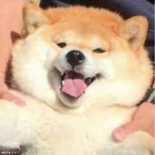 happi doggo | image tagged in doggo,image | made w/ Imgflip meme maker