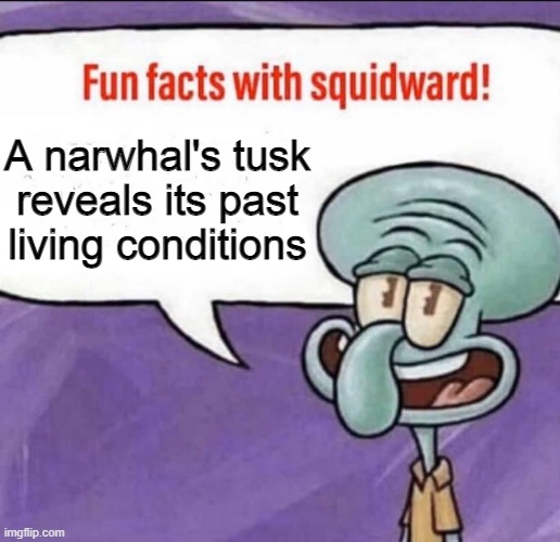 Fun Facts with Squidward | A narwhal's tusk reveals its past living conditions | image tagged in fun facts with squidward | made w/ Imgflip meme maker