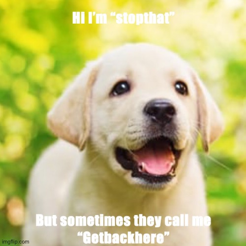 Stop That | image tagged in dogs | made w/ Imgflip meme maker