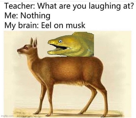 get it? | image tagged in elon musk,eel on musk,funny,memes | made w/ Imgflip meme maker