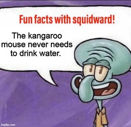 Fun Facts with Squidward | The kangaroo mouse never needs to drink water. | image tagged in fun facts with squidward | made w/ Imgflip meme maker