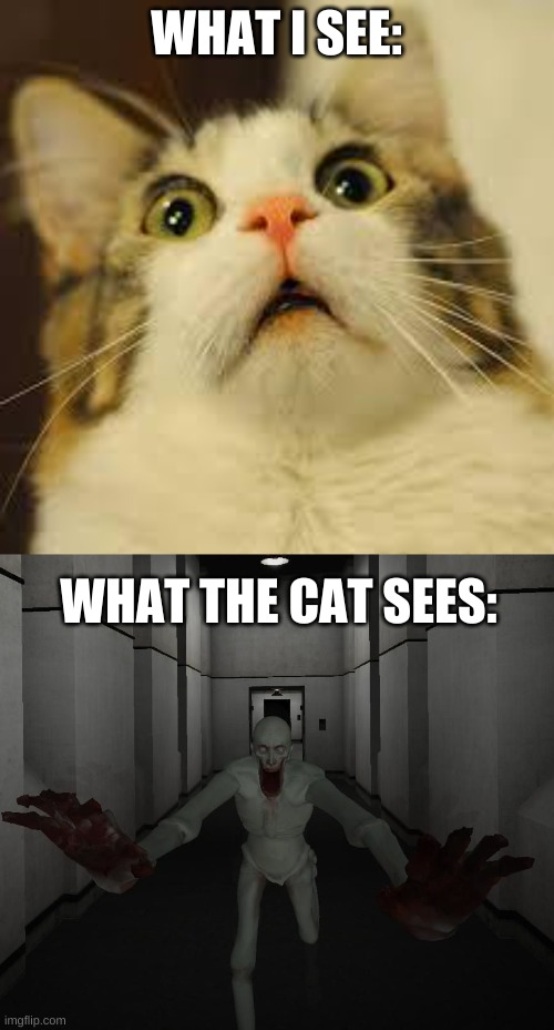 What the cat sees | WHAT I SEE:; WHAT THE CAT SEES: | image tagged in scared cat,scp 096 | made w/ Imgflip meme maker