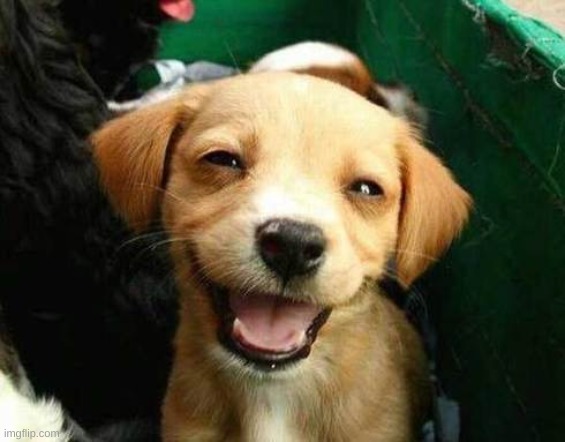 Happy puppy | image tagged in happy puppy | made w/ Imgflip meme maker