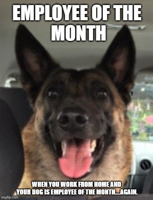 Employee of the Month |  WHEN YOU WORK FROM HOME AND
 YOUR DOG IS EMPLOYEE OF THE MONTH....AGAIN. | image tagged in working from home | made w/ Imgflip meme maker