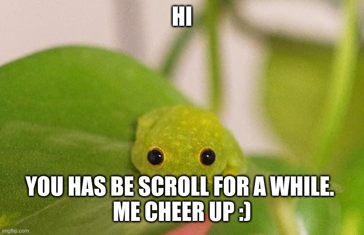 :) | HI; YOU HAS BE SCROLL FOR A WHILE. 
ME CHEER UP :) | image tagged in frogs,aww,memes,funny,cute,adorable | made w/ Imgflip meme maker
