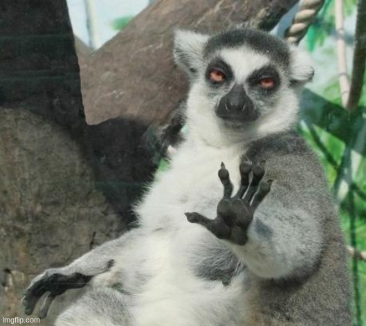 Stoner Lemur Meme | image tagged in memes,stoner lemur | made w/ Imgflip meme maker