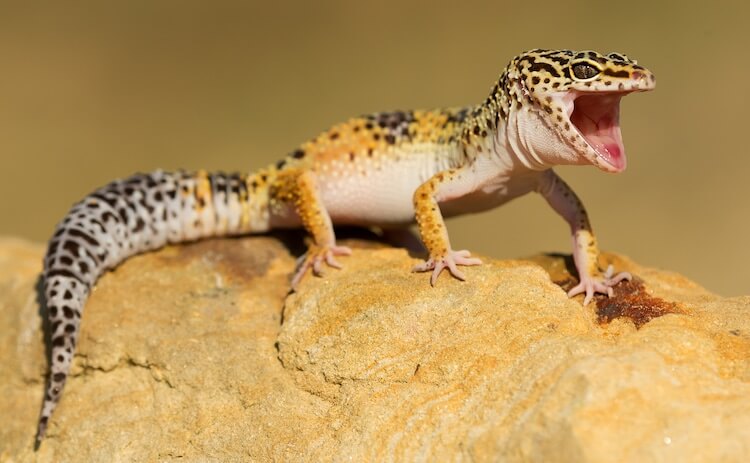 High Quality surprised gecko Blank Meme Template