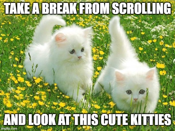 Take a break from scrolling :) | TAKE A BREAK FROM SCROLLING; AND LOOK AT THIS CUTE KITTIES | image tagged in cute kitties | made w/ Imgflip meme maker